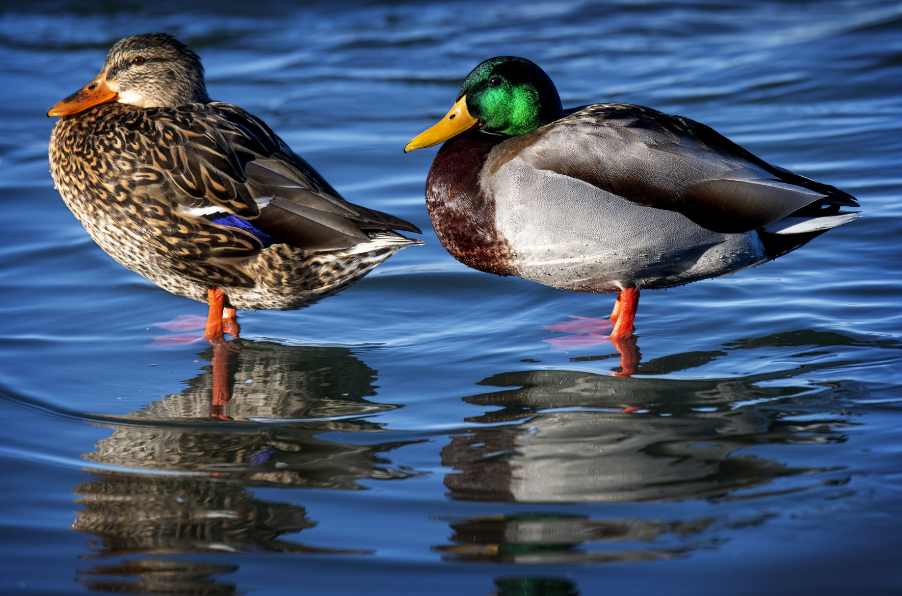 Top Journal Star photos for January